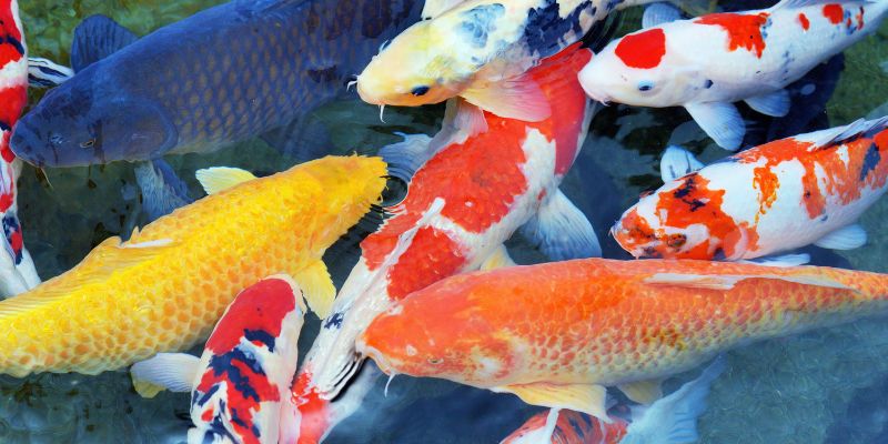 Nằm mơ thấy cá đánh số mấy - Khám phá chi tiết!