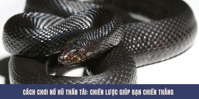 Nằm Mơ Thấy Rắn Đen Đánh Số May Ý Nghĩa Và Con Số Thần Tài