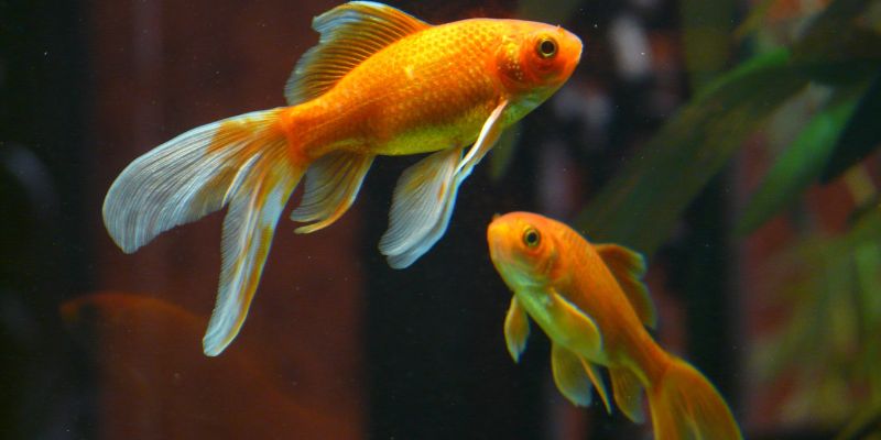 Mơ thấy cá là điềm báo tài lộc hay cảnh báo rủi ro?