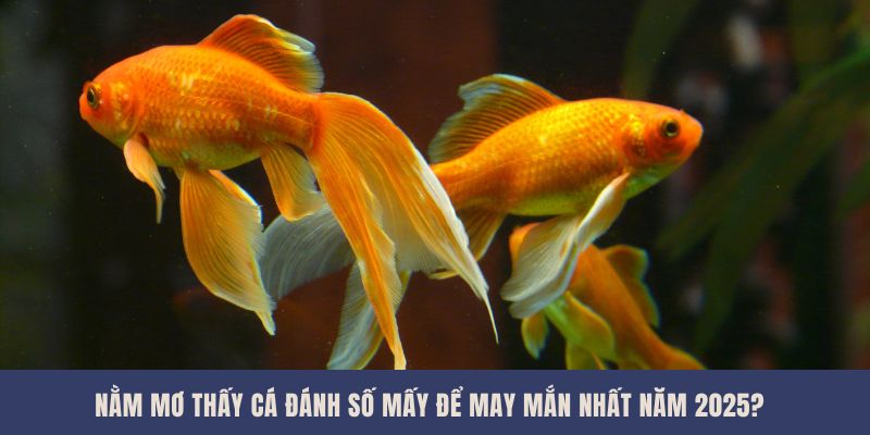 Nằm Mơ Thấy Cá Đánh Số Mấy Để May Mắn Nhất Năm 2025?