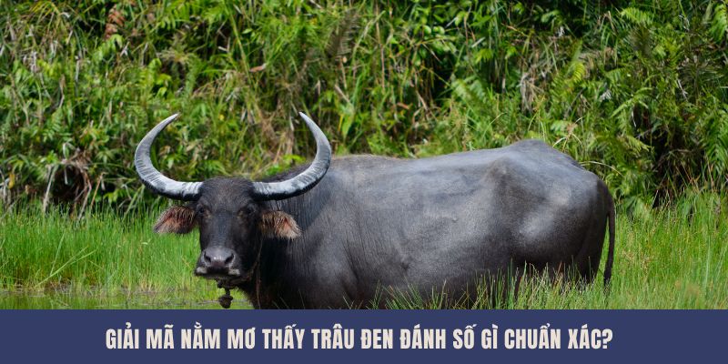 Giải Mã Nằm Mơ Thấy Trâu Đen Đánh Số Gì Chuẩn Xác?